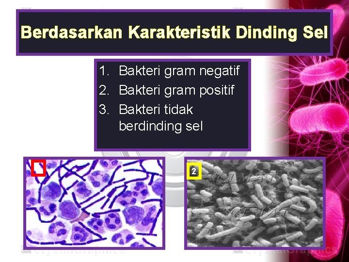 Berdasarkan Karakteristik Dinding Sel 1. Bakteri gram negatif 2. Bakteri gram positif 3. Bakteri