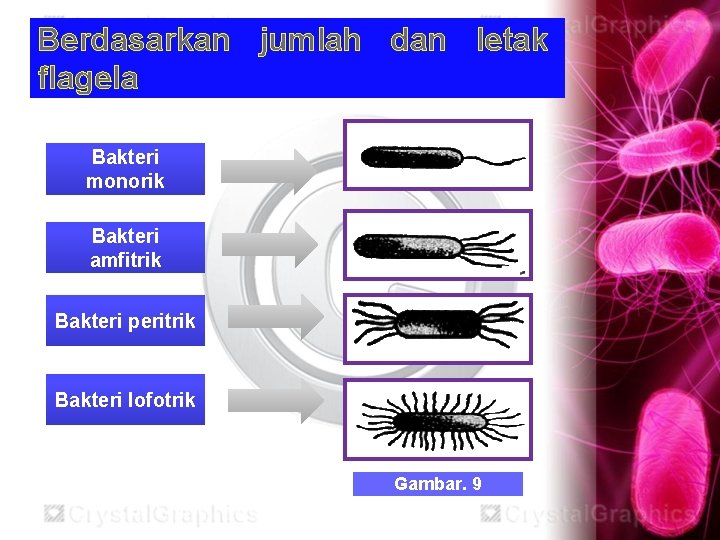 Berdasarkan jumlah dan letak flagela Bakteri monorik Bakteri amfitrik Bakteri peritrik Bakteri lofotrik Gambar.