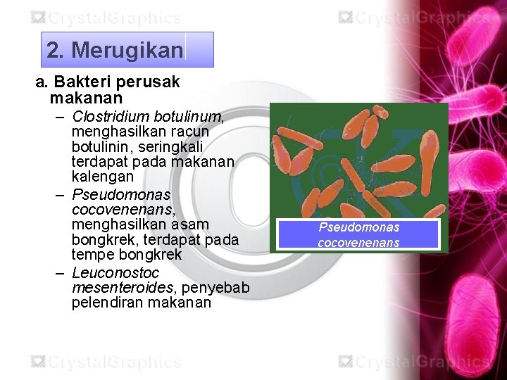 2. Merugikan a. Bakteri perusak makanan – Clostridium botulinum, menghasilkan racun botulinin, seringkali terdapat