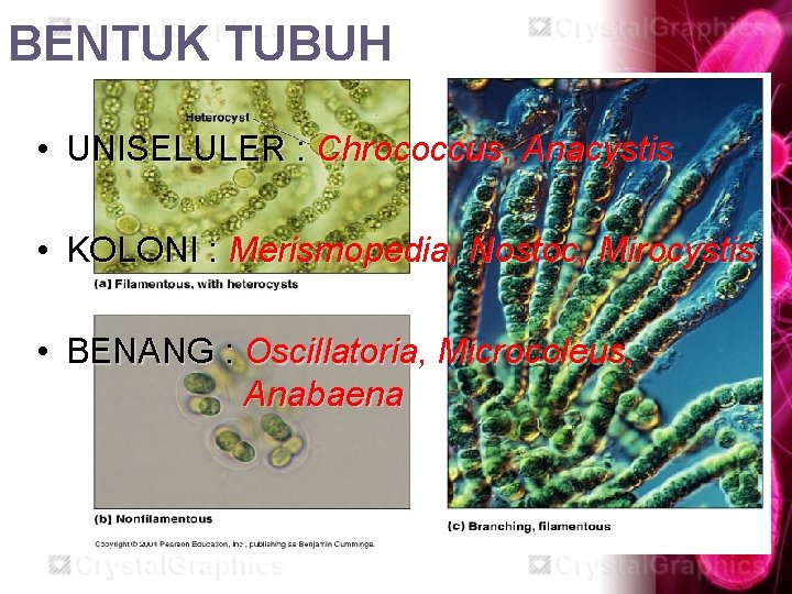 BENTUK TUBUH • UNISELULER : Chrococcus, Anacystis • KOLONI : Merismopedia, Nostoc, Mirocystis •