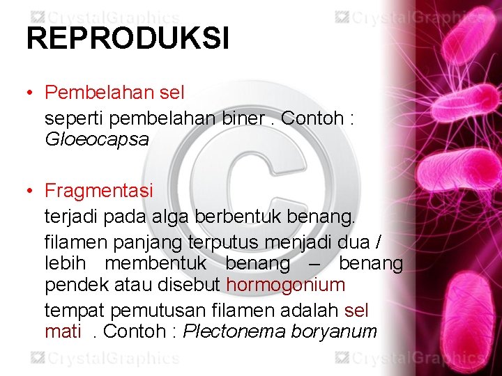 REPRODUKSI • Pembelahan sel seperti pembelahan biner. Contoh : Gloeocapsa • Fragmentasi terjadi pada