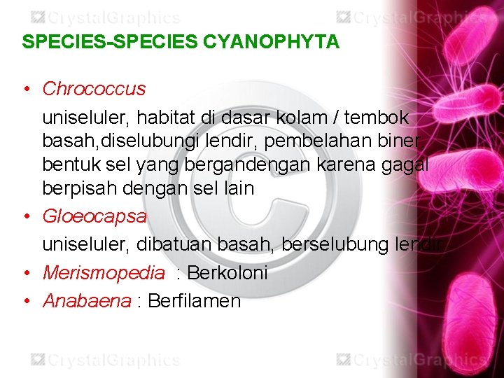 SPECIES-SPECIES CYANOPHYTA • Chrococcus uniseluler, habitat di dasar kolam / tembok basah, diselubungi lendir,