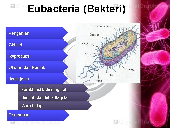 Eubacteria (Bakteri) Pengertian Ciri-ciri Reproduksi Ukuran dan Bentuk Jenis-jenis karakteristik dinding sel Jumlah dan