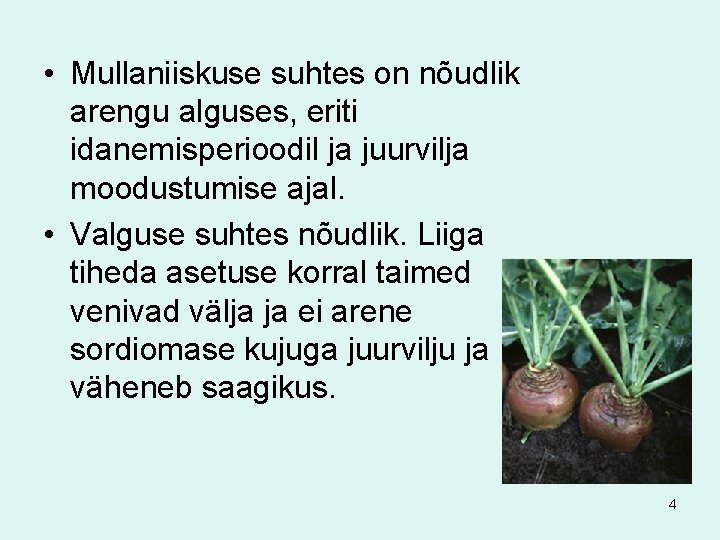  • Mullaniiskuse suhtes on nõudlik arengu alguses, eriti idanemisperioodil ja juurvilja moodustumise ajal.