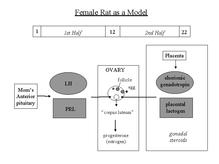 Female Rat as a Model 1 1 st Half 12 2 nd Half 22