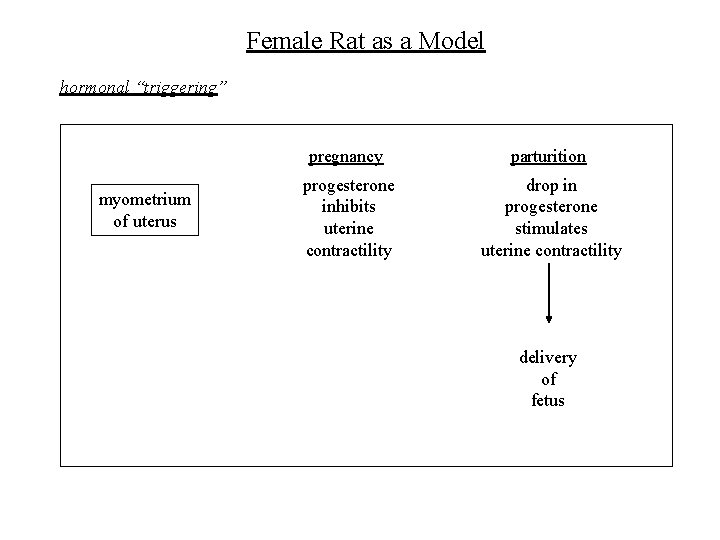Female Rat as a Model hormonal “triggering” myometrium of uterus pregnancy parturition progesterone inhibits