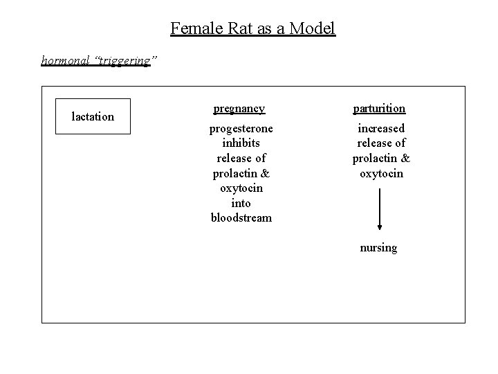 Female Rat as a Model hormonal “triggering” lactation pregnancy parturition progesterone inhibits release of