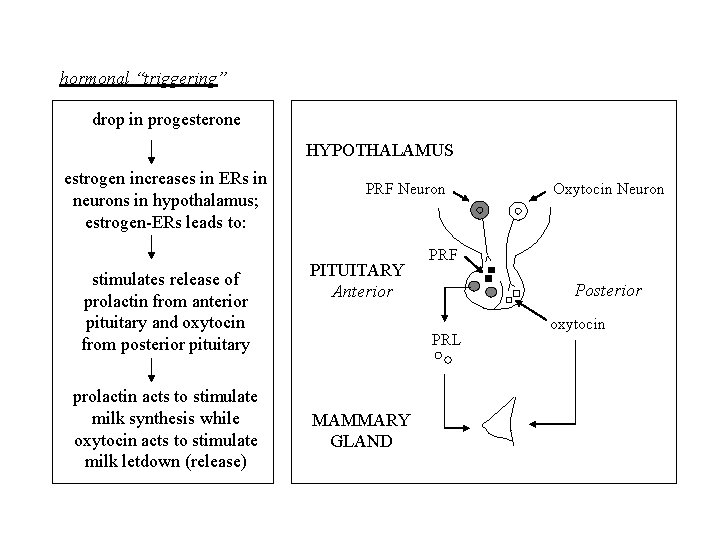 hormonal “triggering” drop in progesterone HYPOTHALAMUS estrogen increases in ERs in neurons in hypothalamus;
