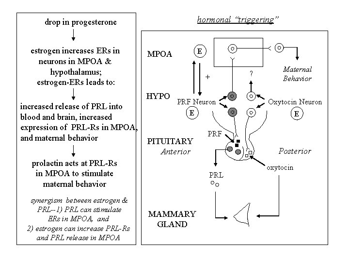 hormonal “triggering” drop in progesterone estrogen increases ERs in neurons in MPOA & hypothalamus;