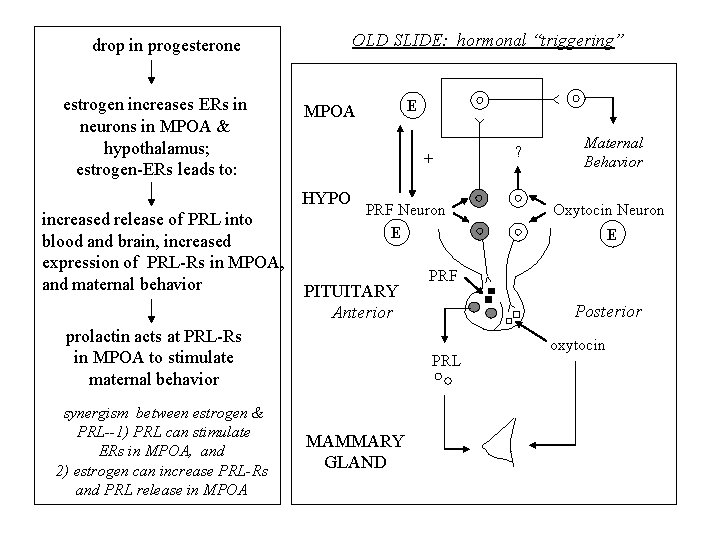 OLD SLIDE: hormonal “triggering” drop in progesterone estrogen increases ERs in neurons in MPOA