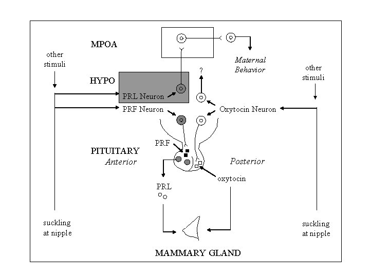 MPOA other stimuli ? Maternal Behavior HYPO other stimuli PRL Neuron PRF Neuron PITUITARY