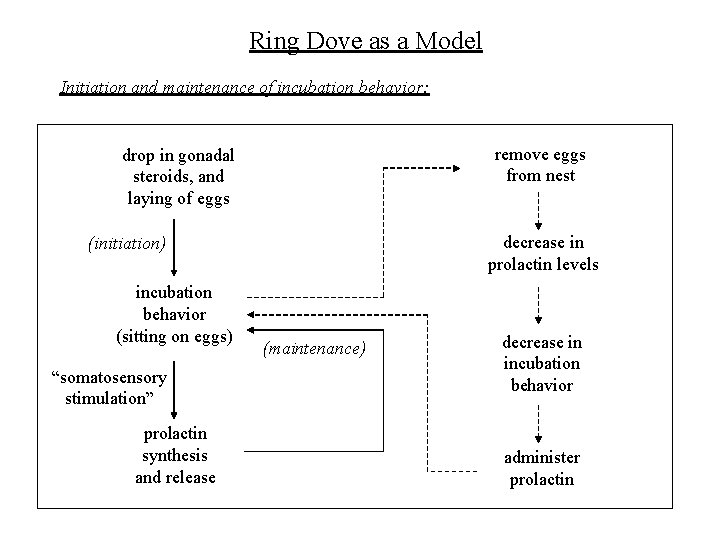 Ring Dove as a Model Initiation and maintenance of incubation behavior: remove eggs from