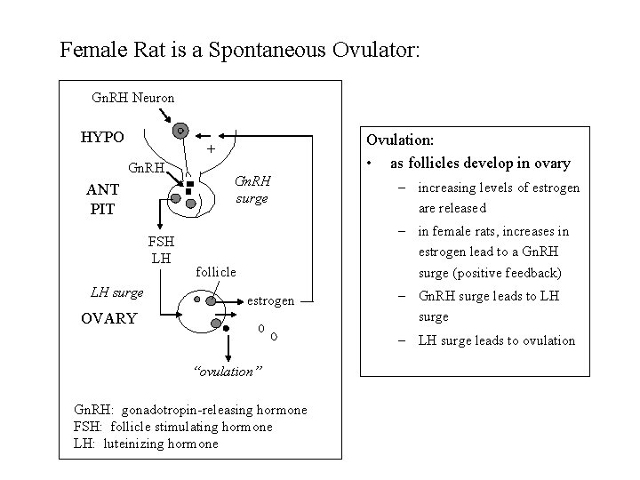 Female Rat is a Spontaneous Ovulator: Gn. RH Neuron HYPO Ovulation: • as follicles