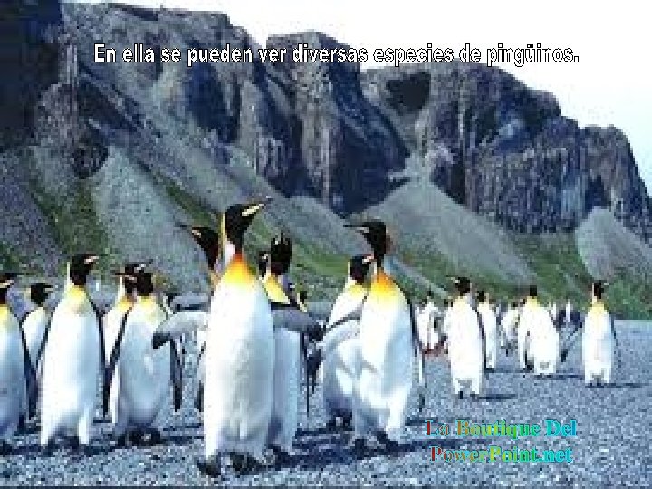 La Boutique Del Power. Point. net 