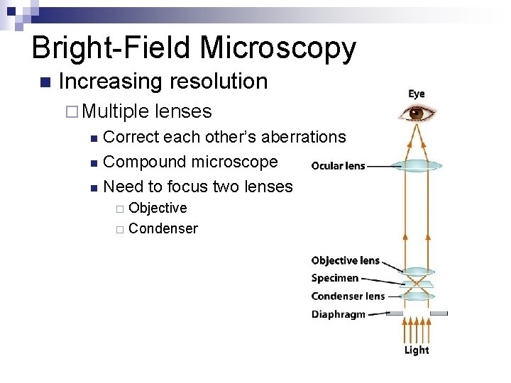 Bright-Field Microscopy n Increasing resolution ¨ Multiple lenses Correct each other’s aberrations n Compound