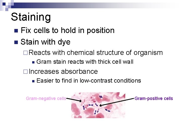 Staining Fix cells to hold in position n Stain with dye n ¨ Reacts