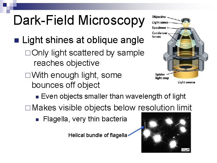 Dark-Field Microscopy n Light shines at oblique angle ¨ Only light scattered by sample