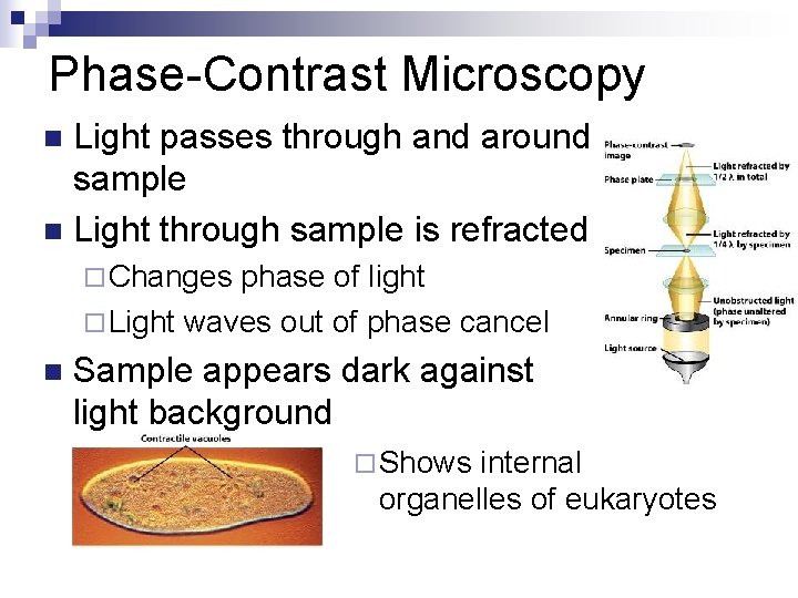 Phase-Contrast Microscopy Light passes through and around sample n Light through sample is refracted