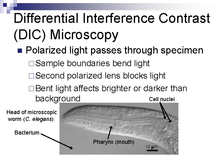 Differential Interference Contrast (DIC) Microscopy n Polarized light passes through specimen ¨ Sample boundaries