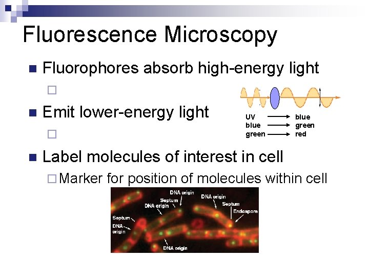Fluorescence Microscopy n Fluorophores absorb high-energy light ¨ n Emit lower-energy light ¨ n