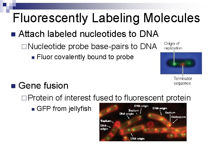 Fluorescently Labeling Molecules n Attach labeled nucleotides to DNA ¨ Nucleotide n n probe
