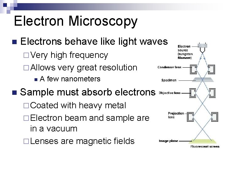 Electron Microscopy n Electrons behave like light waves ¨ Very high frequency ¨ Allows