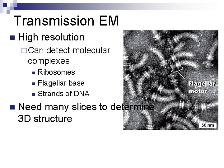 Transmission EM n High resolution ¨ Can detect molecular complexes Ribosomes n Flagellar base