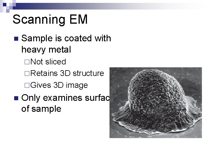 Scanning EM n Sample is coated with heavy metal ¨ Not sliced ¨ Retains