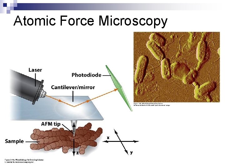 Atomic Force Microscopy 