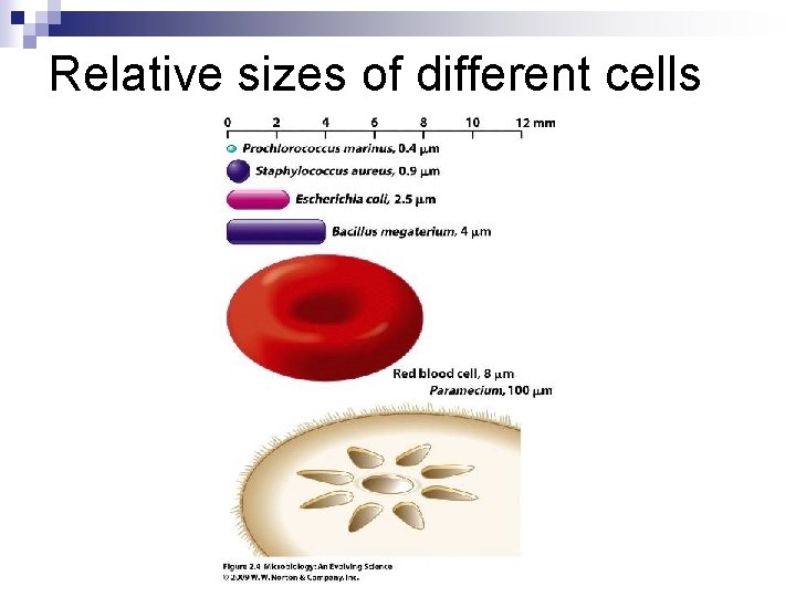 Relative sizes of different cells 