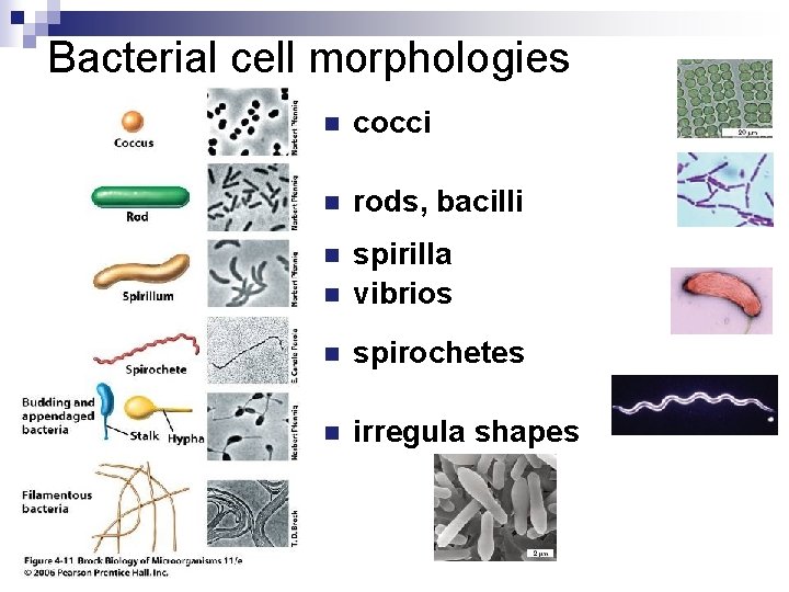 Bacterial cell morphologies n cocci n rods, bacilli n n spirilla vibrios n spirochetes