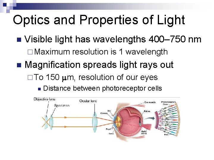 Optics and Properties of Light n Visible light has wavelengths 400– 750 nm ¨