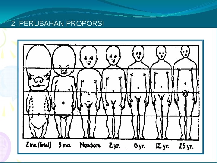 2. PERUBAHAN PROPORSI 