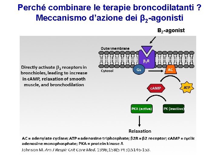 Perché combinare le terapie broncodilatanti ? Meccanismo d’azione dei β 2 -agonisti Β 2