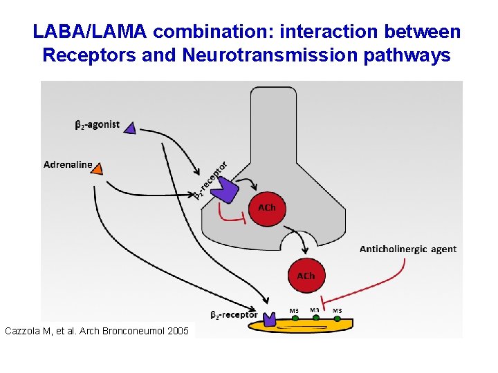 LABA/LAMA combination: interaction between Receptors and Neurotransmission pathways Cazzola M, et al. Arch Bronconeumol