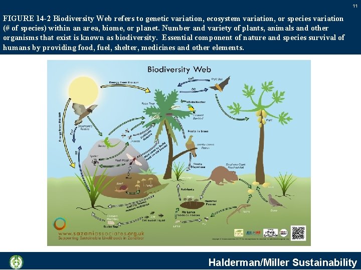 11 FIGURE 14 -2 Biodiversity Web refers to genetic variation, ecosystem variation, or species