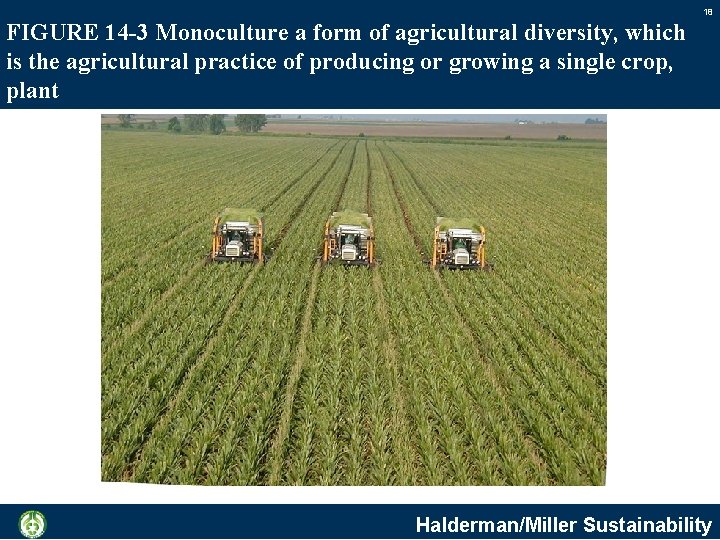 18 FIGURE 14 -3 Monoculture a form of agricultural diversity, which is the agricultural