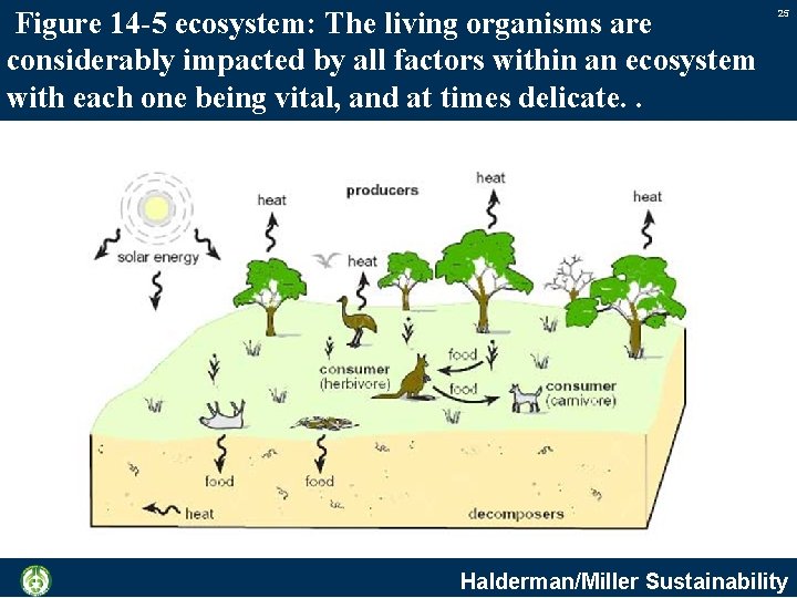 Figure 14 -5 ecosystem: The living organisms are considerably impacted by all factors within