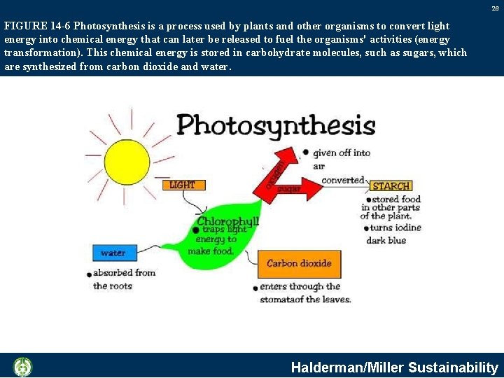 26 FIGURE 14 -6 Photosynthesis is a process used by plants and other organisms