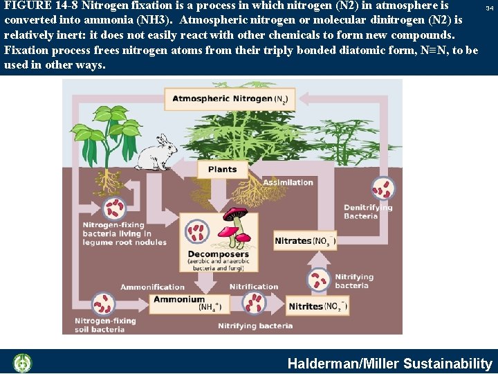 FIGURE 14 -8 Nitrogen fixation is a process in which nitrogen (N 2) in