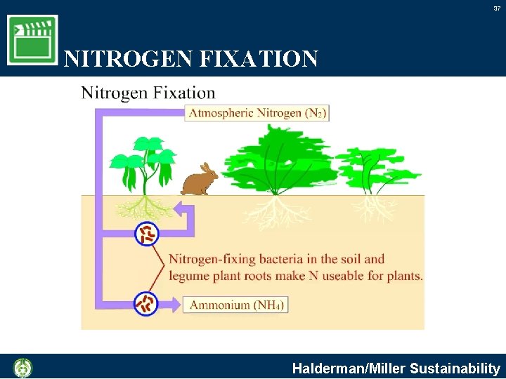 37 NITROGEN FIXATION Halderman/Miller Sustainability 