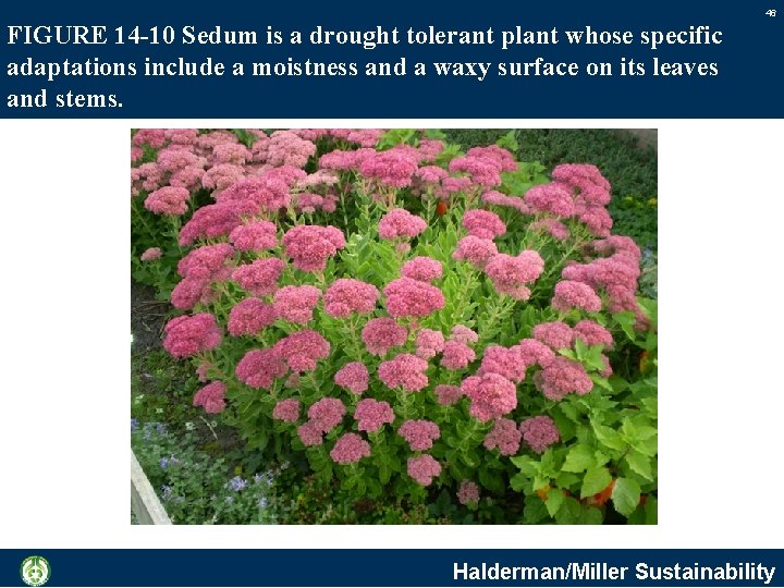 46 FIGURE 14 -10 Sedum is a drought tolerant plant whose specific adaptations include