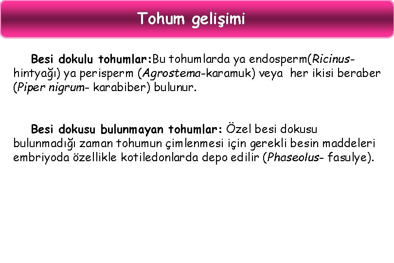 Tohum gelişimi Besi dokulu tohumlar: Bu tohumlarda ya endosperm(Ricinushintyağı) ya perisperm (Agrostema-karamuk) veya her