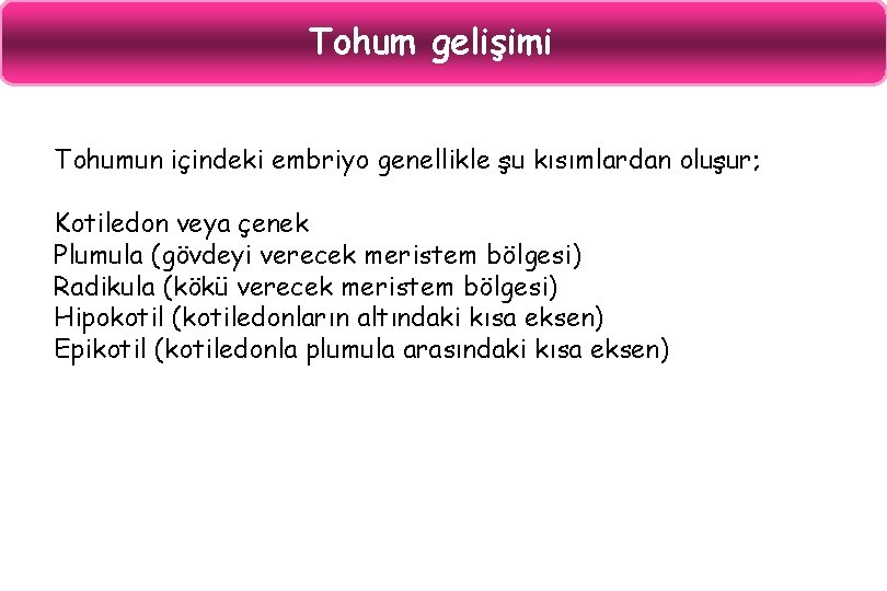 Tohum gelişimi Tohumun içindeki embriyo genellikle şu kısımlardan oluşur; Kotiledon veya çenek Plumula (gövdeyi