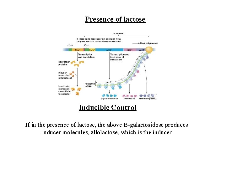 Presence of lactose Inducible Control If in the presence of lactose, the above B-galactosidose