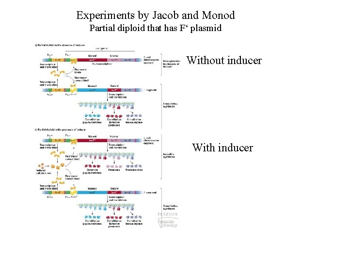 Experiments by Jacob and Monod Partial diploid that has F‘ plasmid Without inducer With