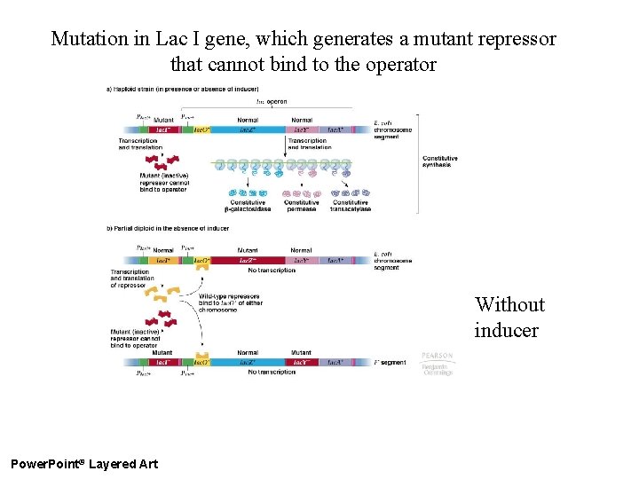 Mutation in Lac I gene, which generates a mutant repressor that cannot bind to