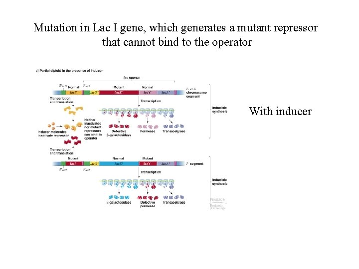 Mutation in Lac I gene, which generates a mutant repressor that cannot bind to