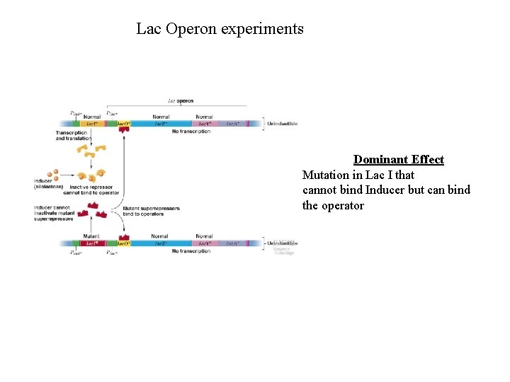 Lac Operon experiments Dominant Effect Mutation in Lac I that cannot bind Inducer but