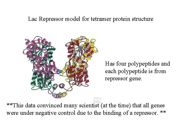 Lac Repressor model for tetramer protein structure Has four polypeptides and each polypeptide is